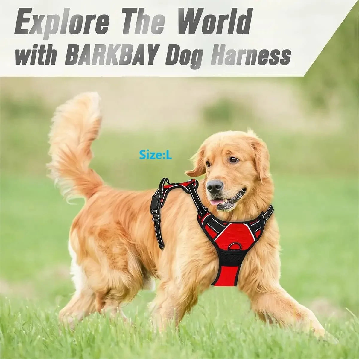 Harnais pour chien BARKBAY rouge et noir, taille L, sur golden retriever en plein air